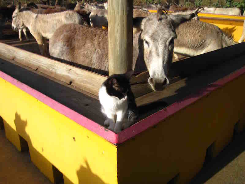 donkey sanctuary photo